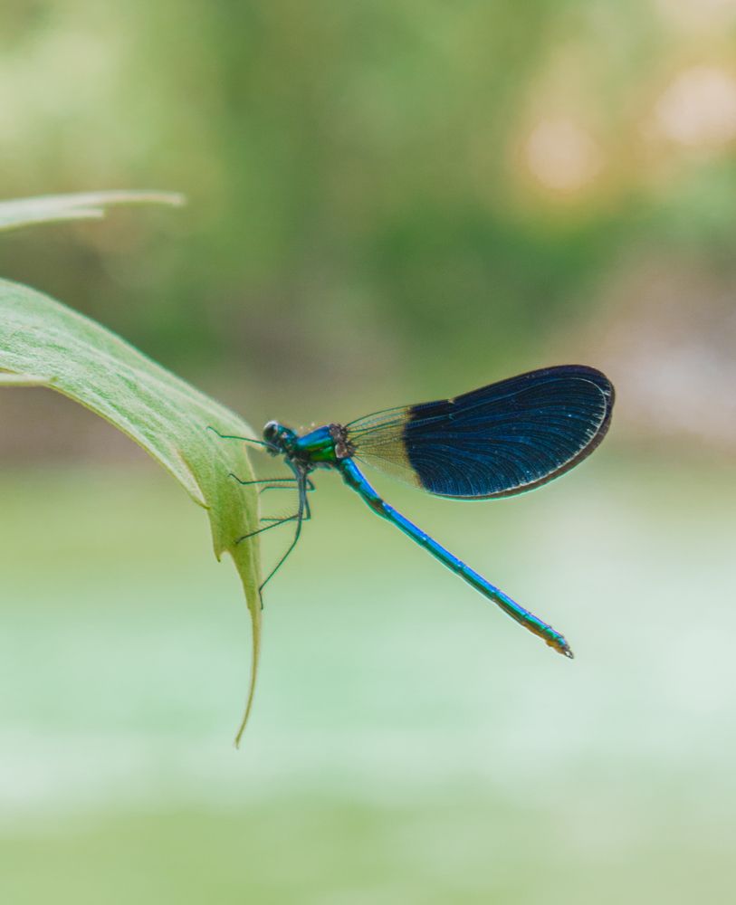 Photograph by zahra salardini