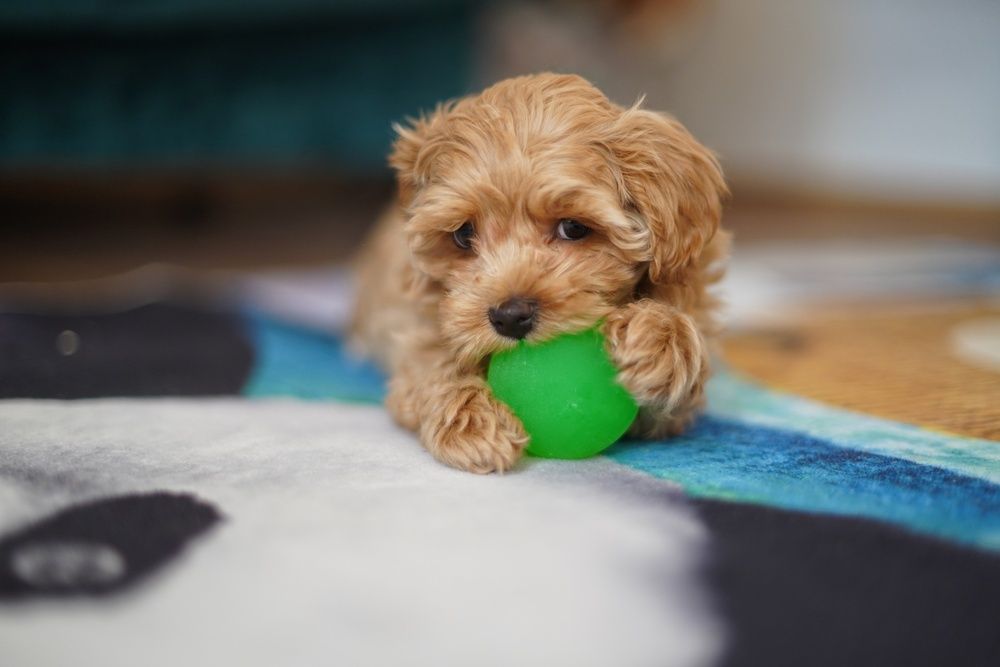 Photograph by Анастасия Позинич