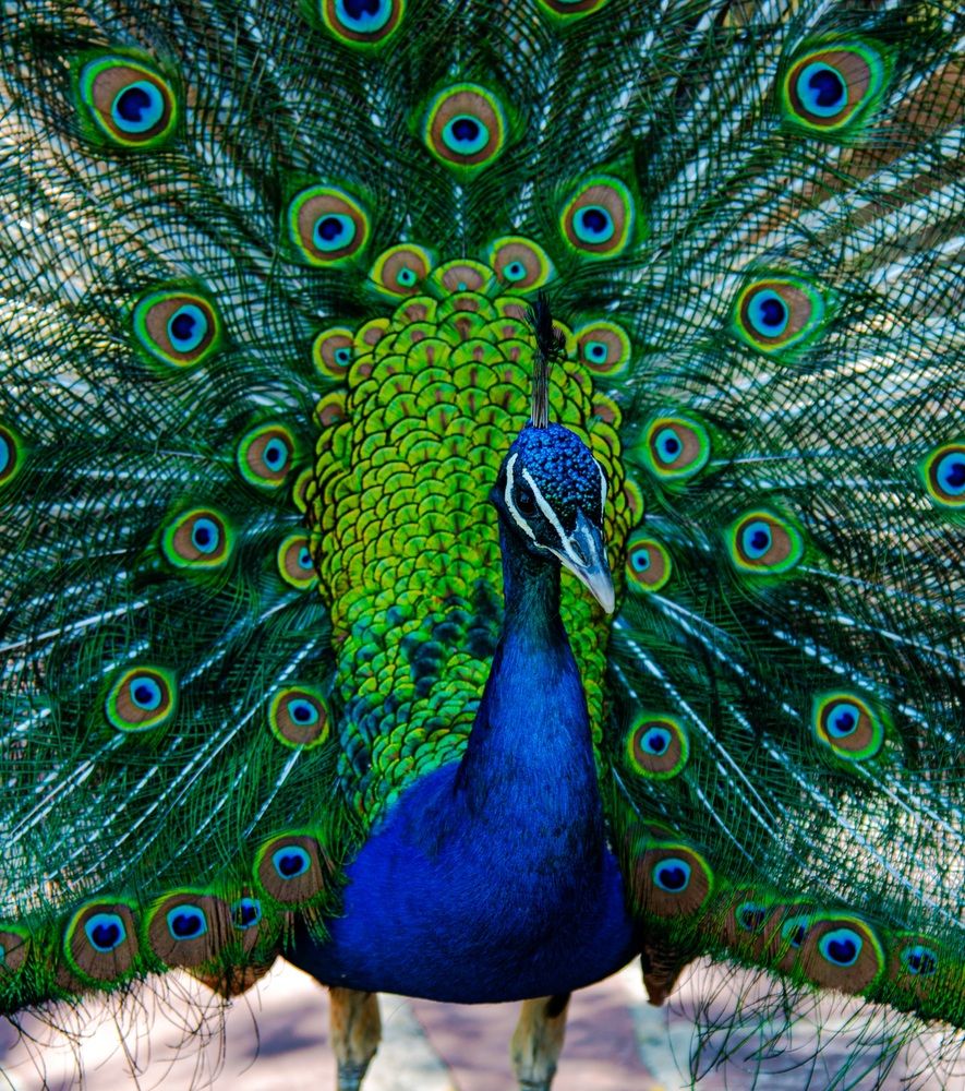 Photograph by Alena Redko