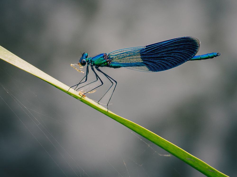 Photograph by Gergely Janovszky