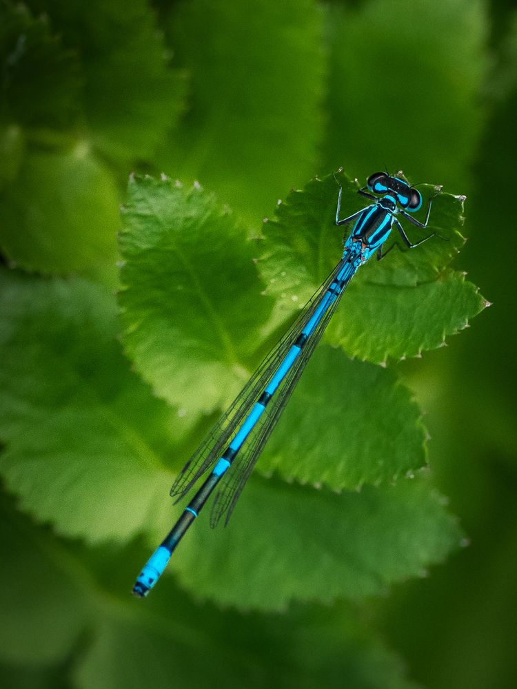 Photograph by Gergely Janovszky