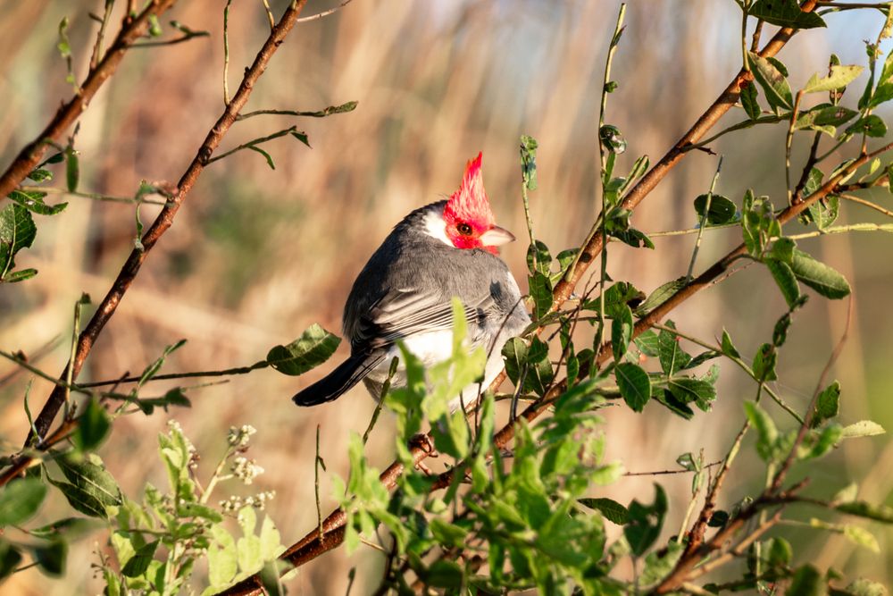 Photograph by Mateus Campos Felipe