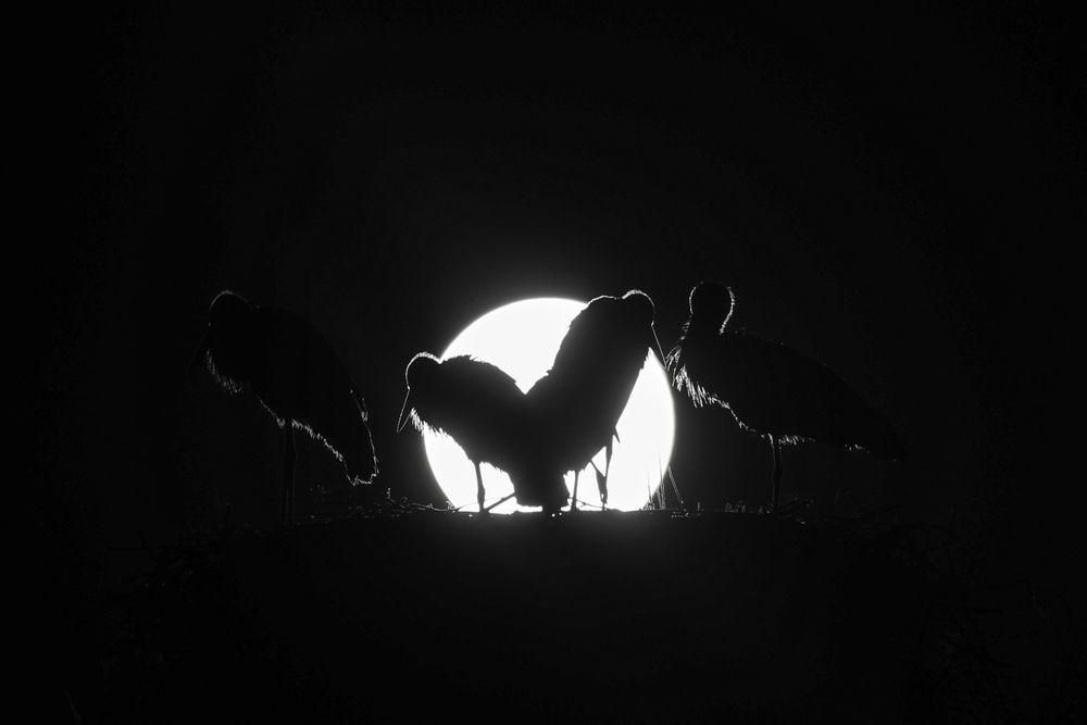 Photograph by Василий Горелов