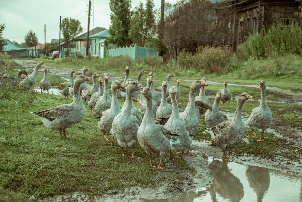 Photograph by Крутяков Арсений