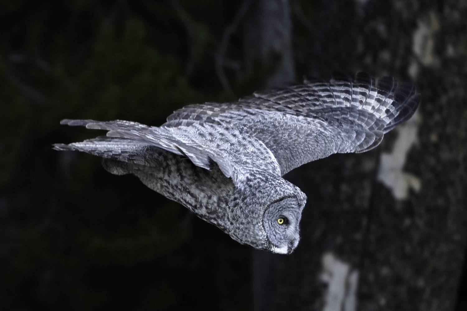 Фотография #13163969