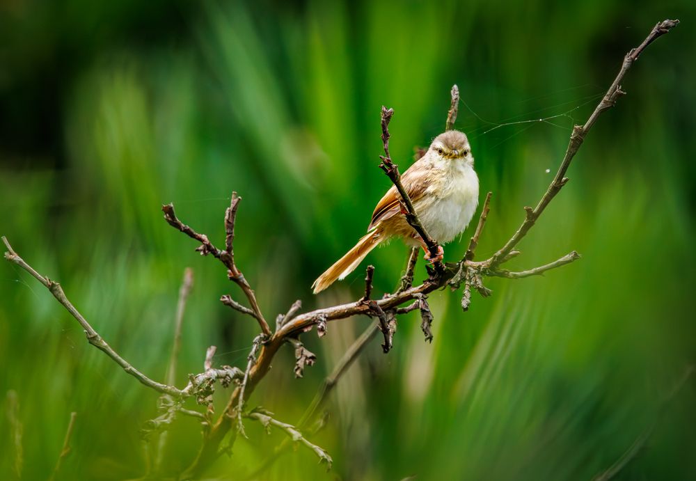 Photograph by Ken Stavrou