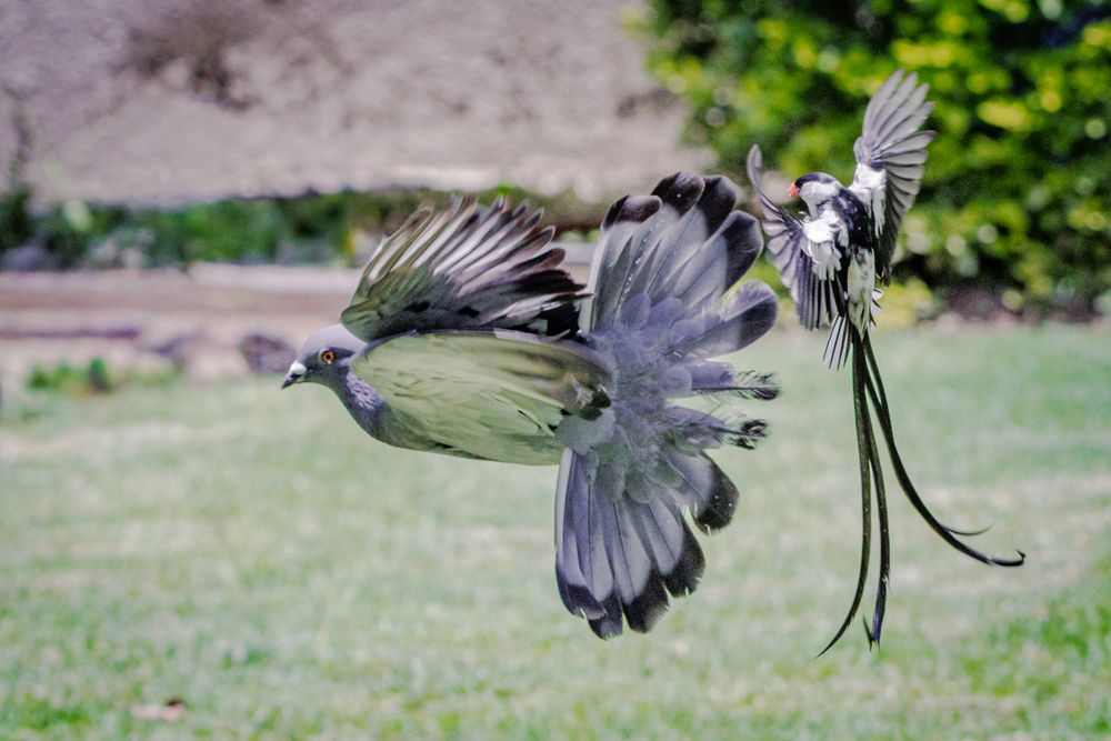 Photograph by Ken Stavrou