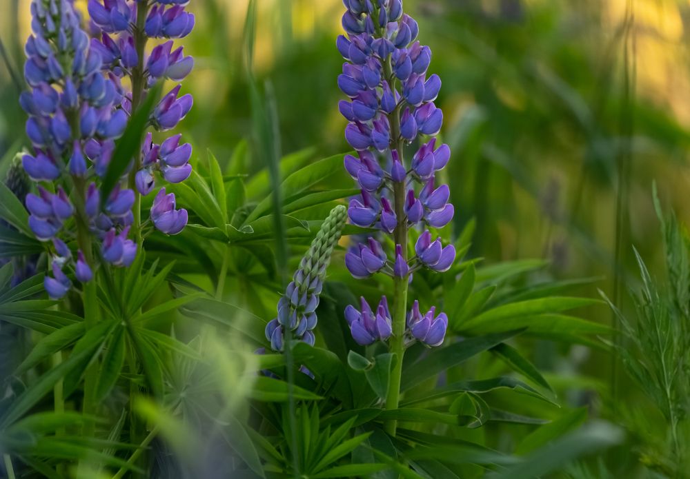 Photograph by Елена Хорохорина