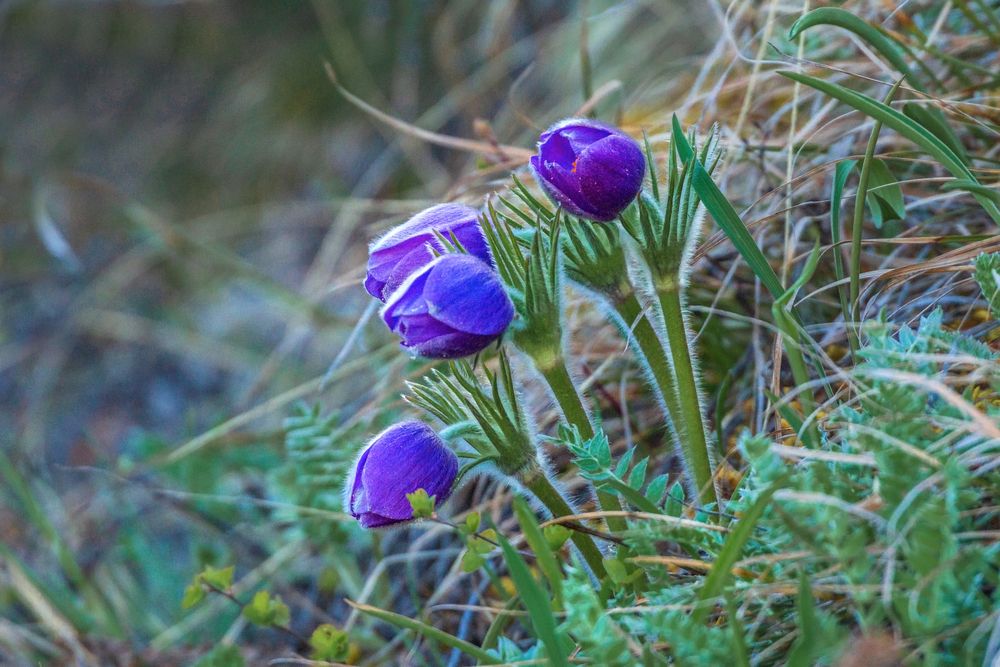 \"Сон-трава\"