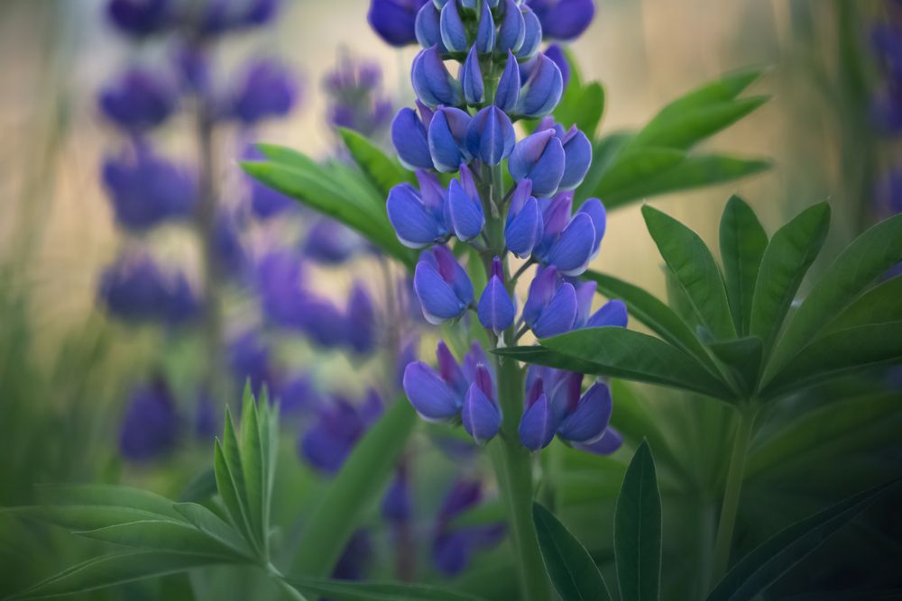 Photograph by Елена Хорохорина