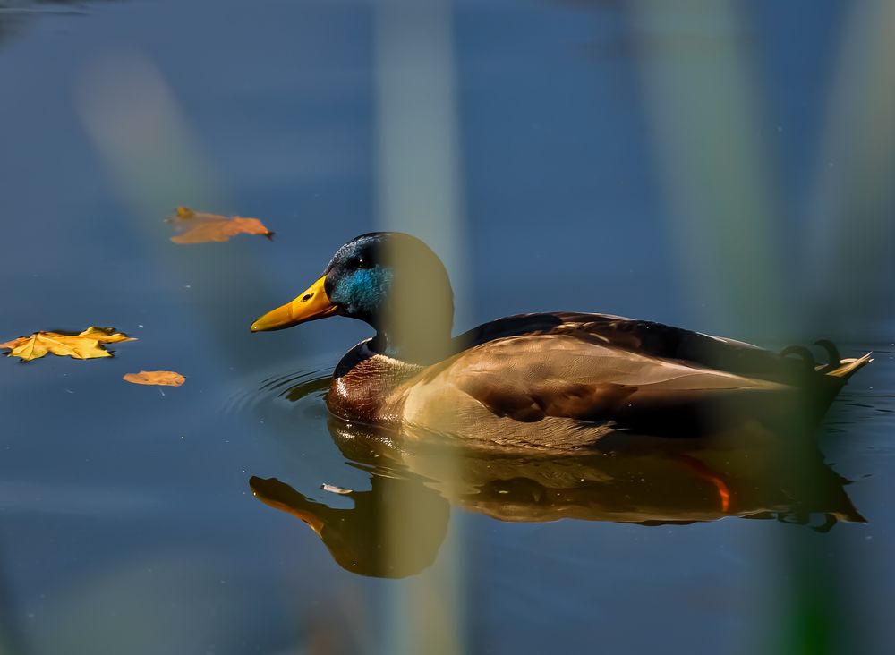 Фотография автора Elizabeth Sinitsyna
