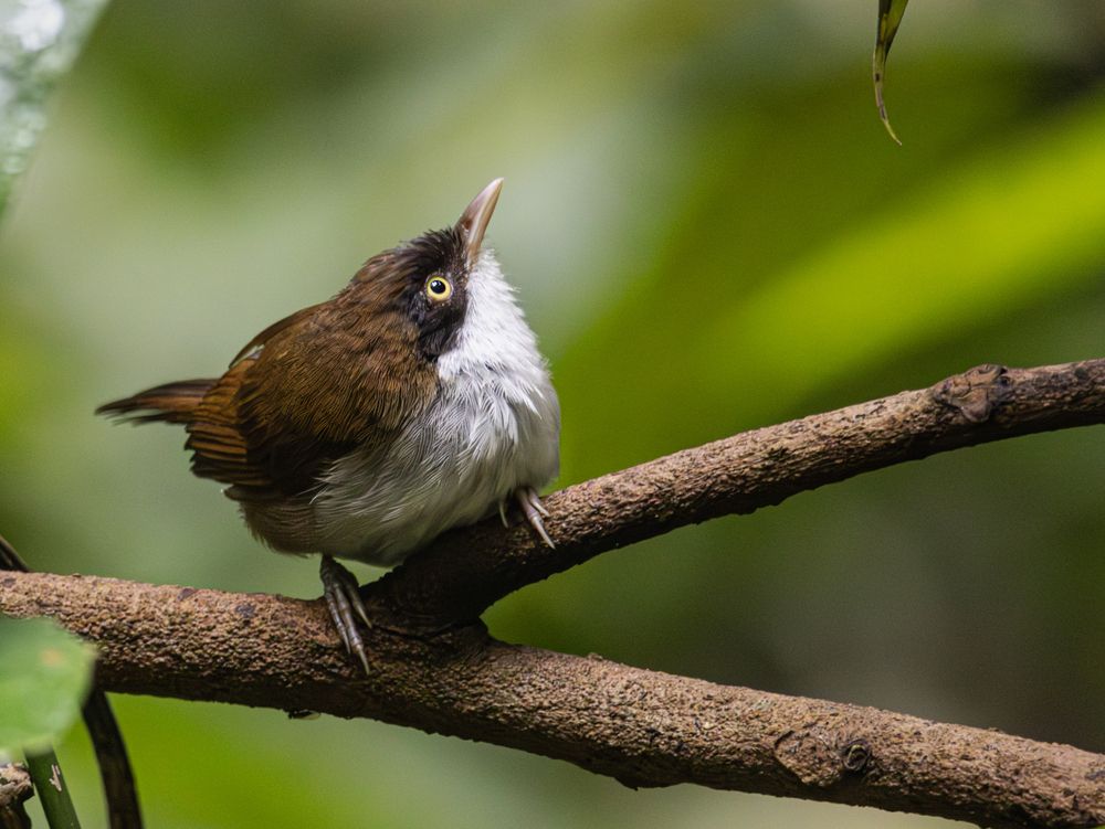 Dark Fronted Babbler