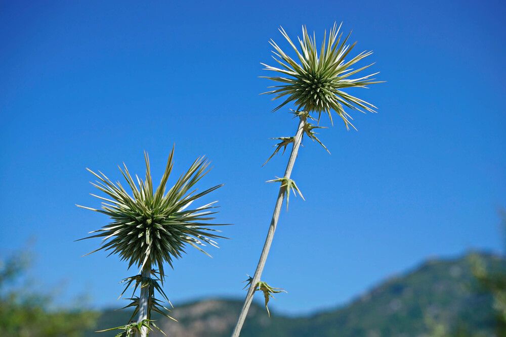 Photograph by Игорь Пшеничников