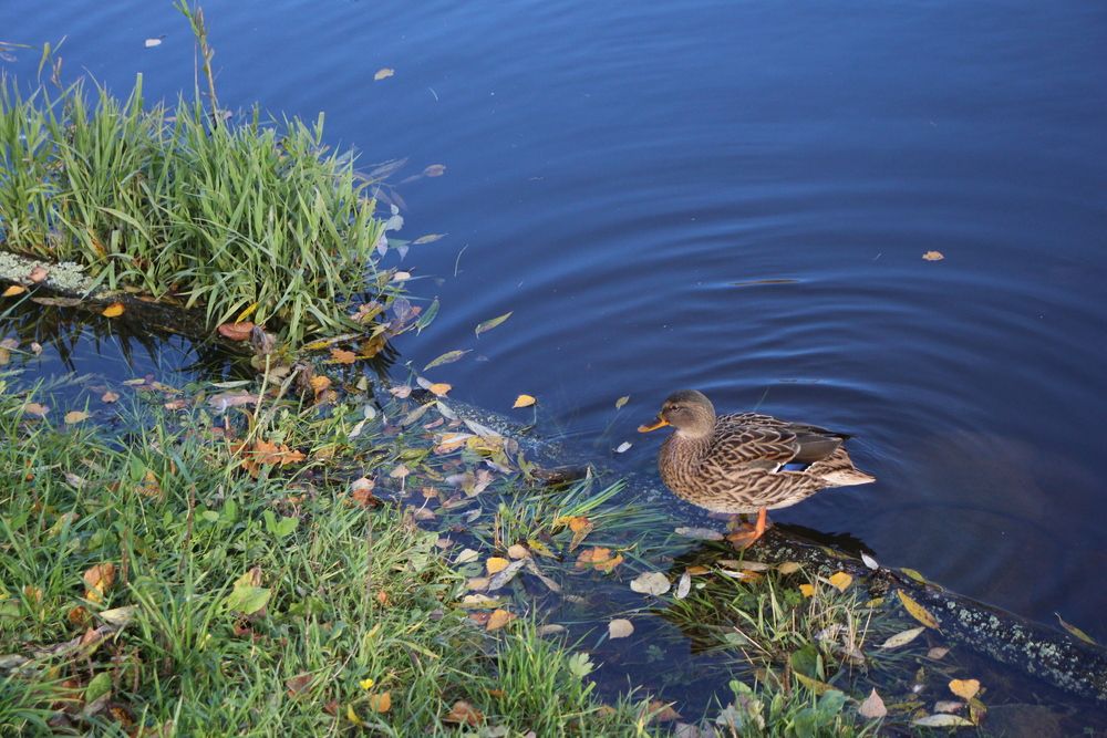 Photograph by Валентина