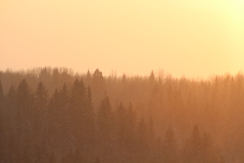 Зимний лес в лучах заката