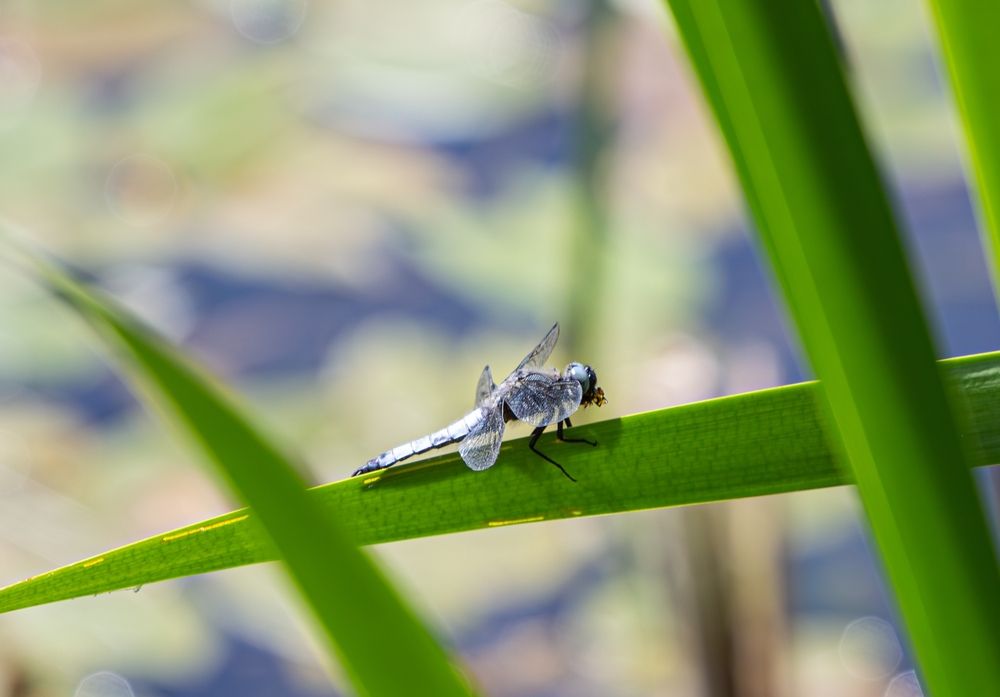 Фотография автора Алина Руденко