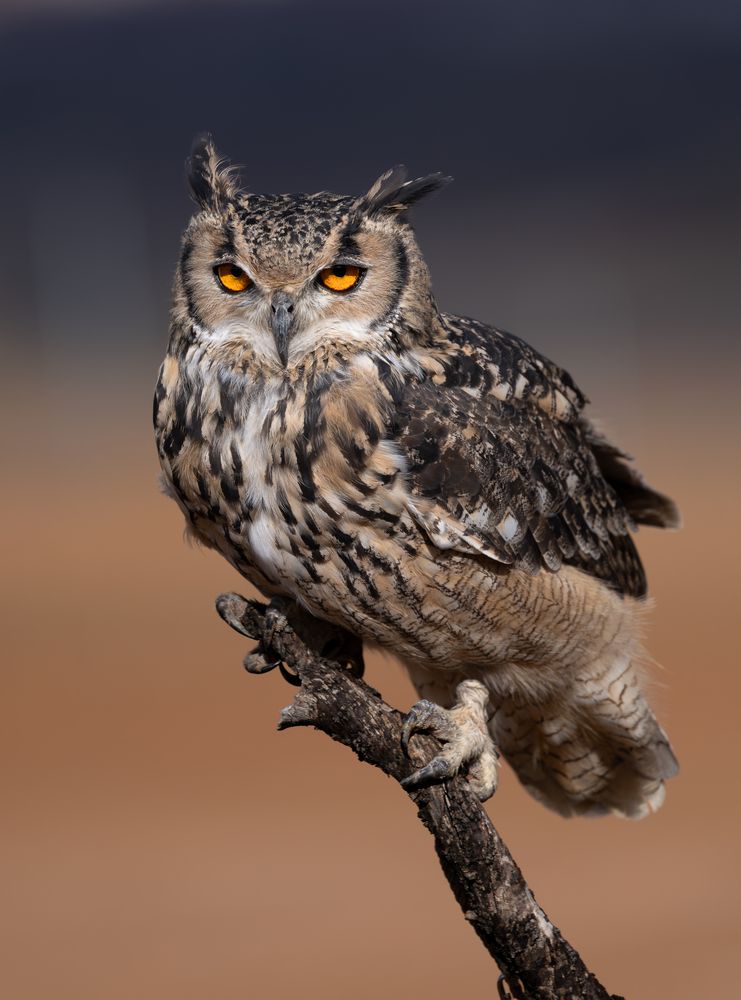 Photograph by Ana Laura Lopez Hassan