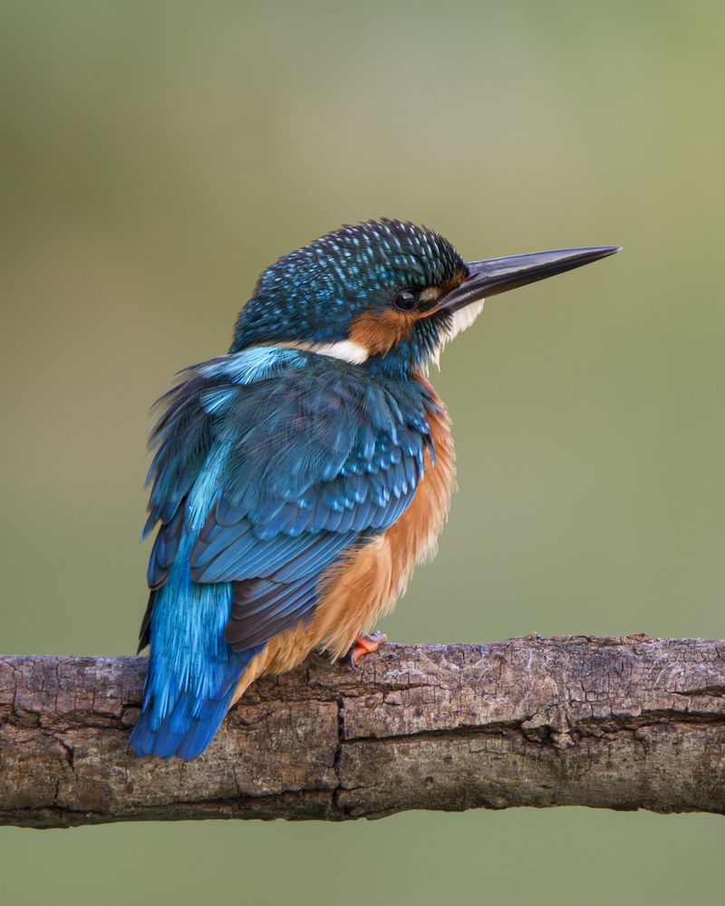 Photograph by Camilla Zocchi