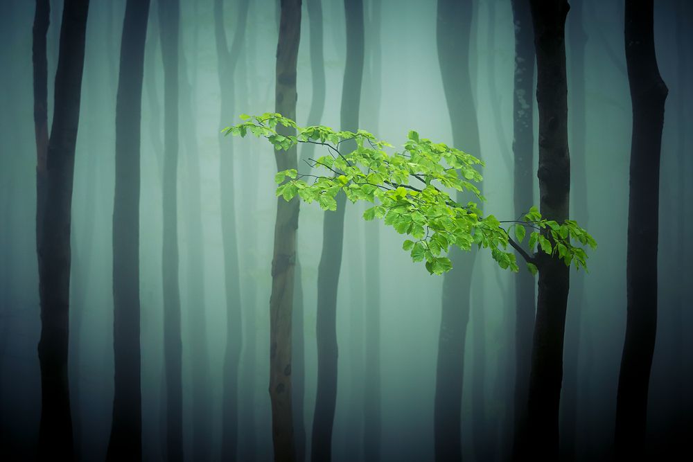 Photograph by Kostov Borislav