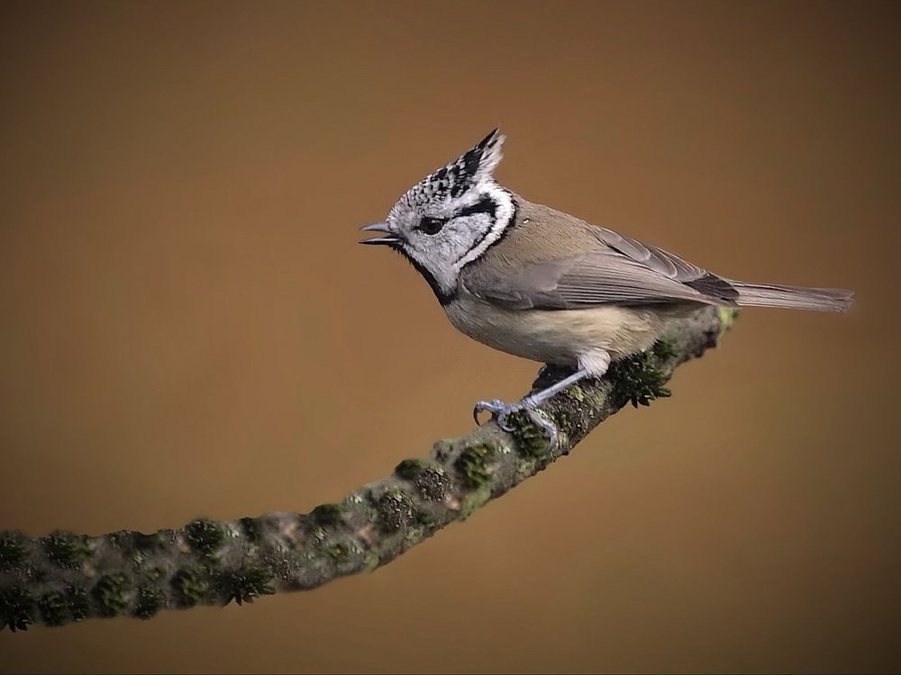 Photograph by Игорь Чеботарёв