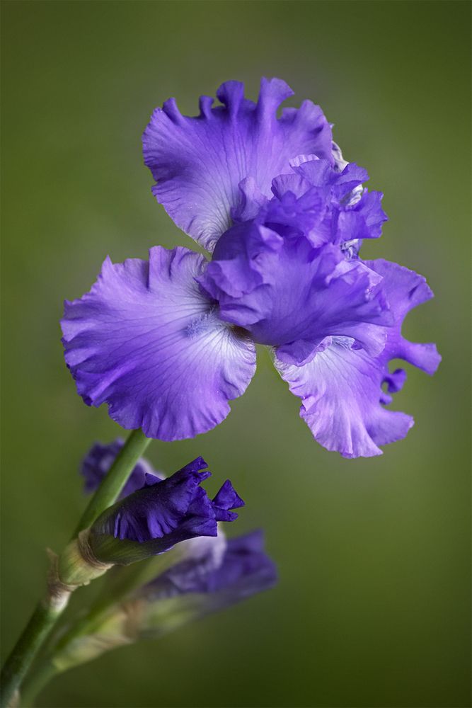 Фотография автора Мила Миронова