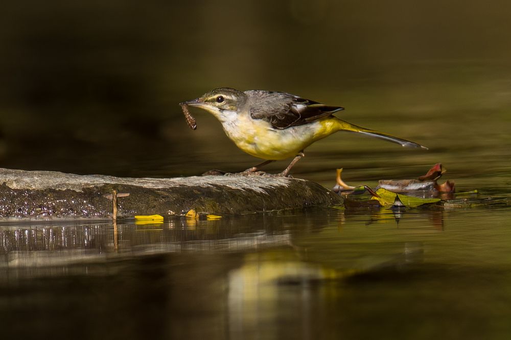 Фотография автора Wong Fei Hung