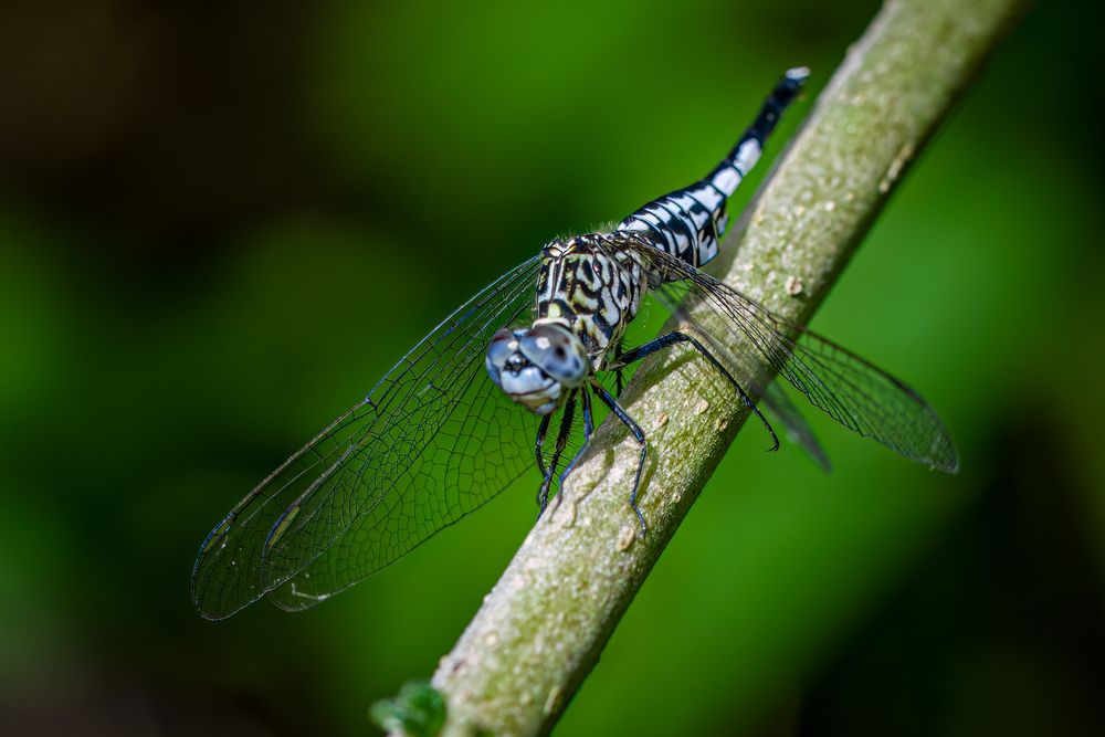 Фотография автора Sutan Naga Effendy