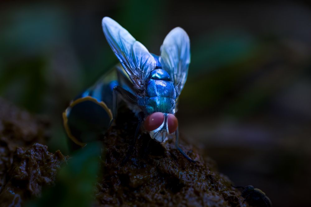 Фотография автора Sutan Naga Effendy