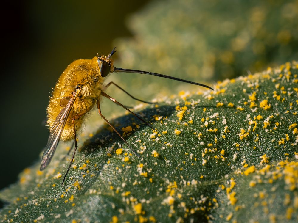 Photograph by Gergely Janovszky