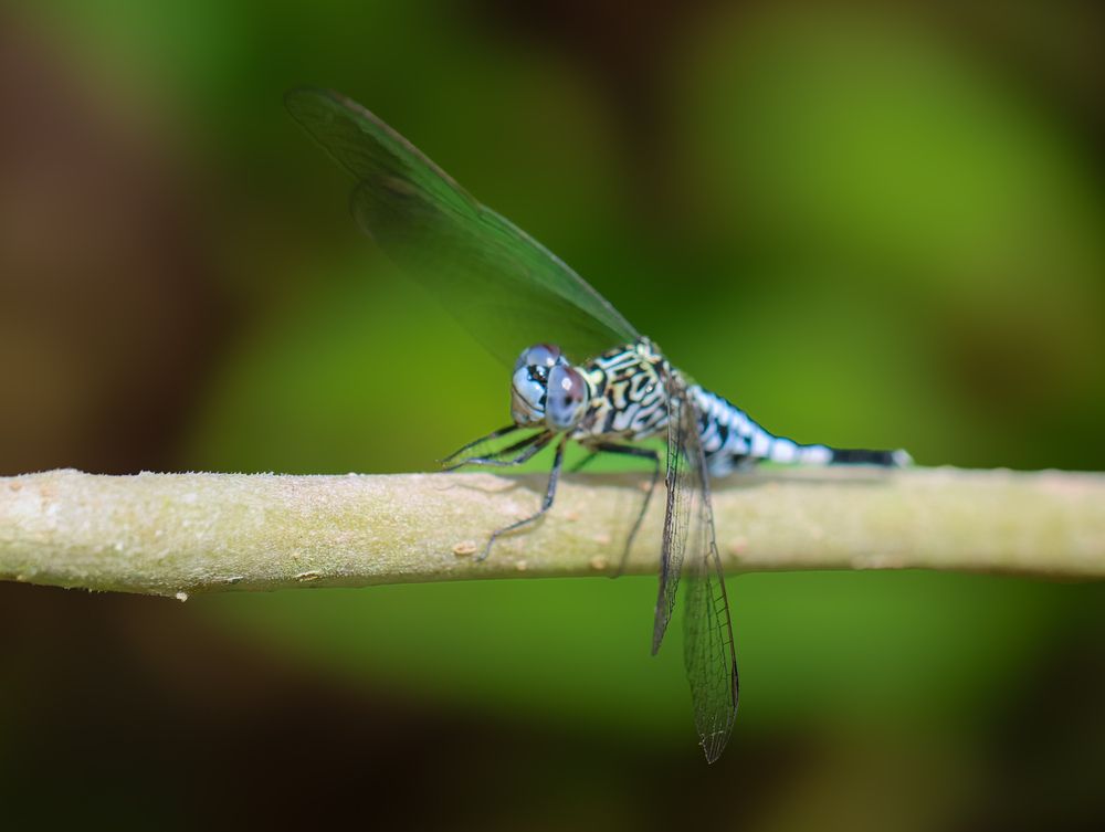 Фотография автора Sutan Naga Effendy
