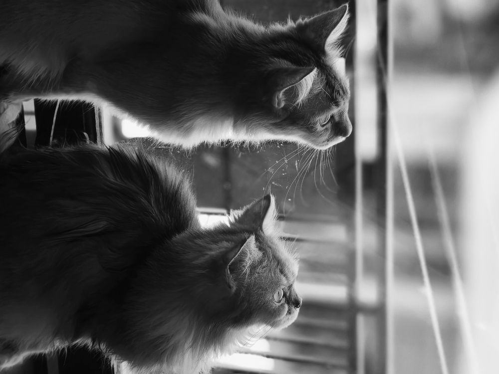 The boy and the girl