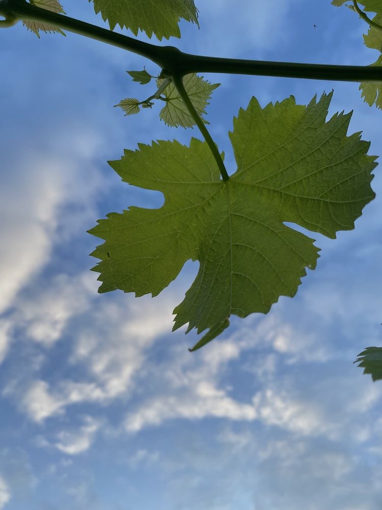 Photograph by Алиса Лукина