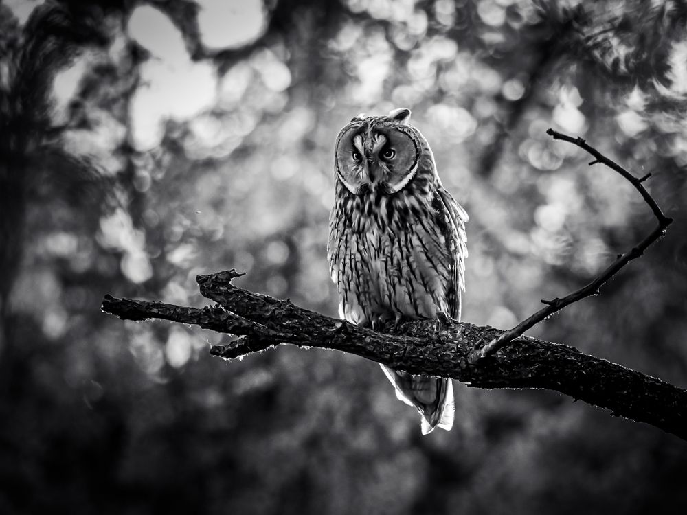 Photograph by Gergely Janovszky