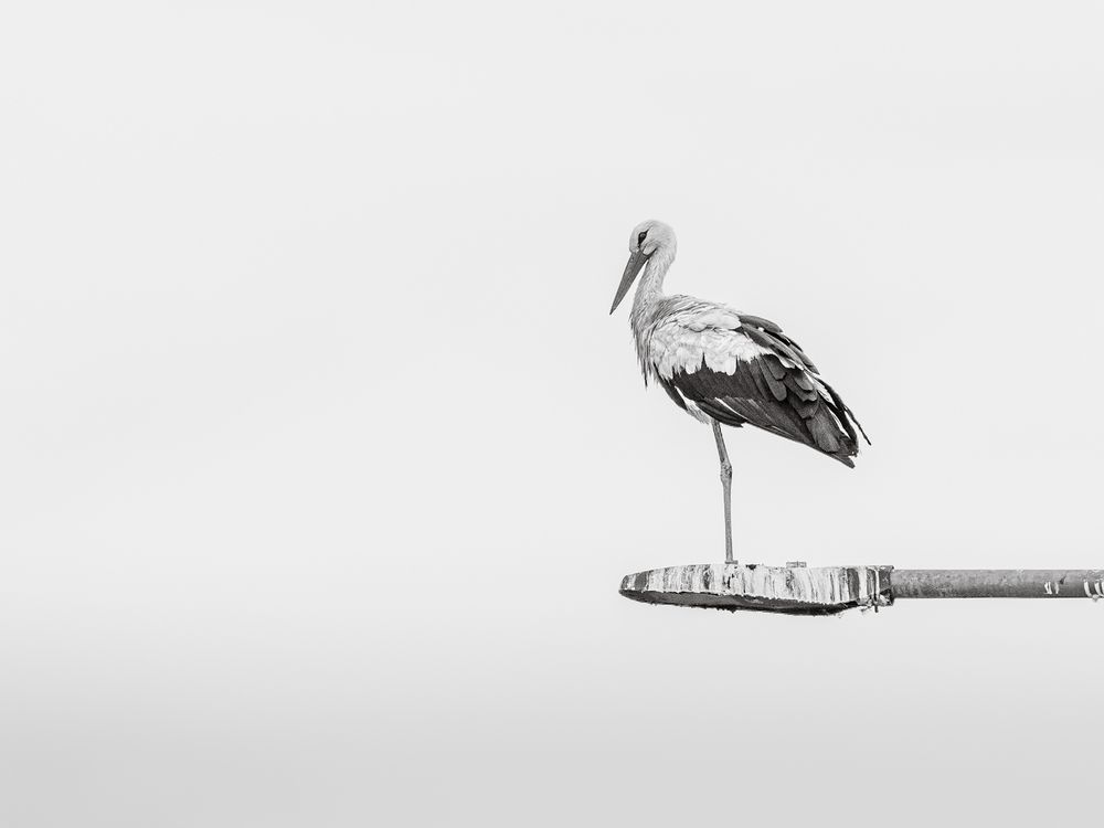 Фотография автора Gergely Janovszky
