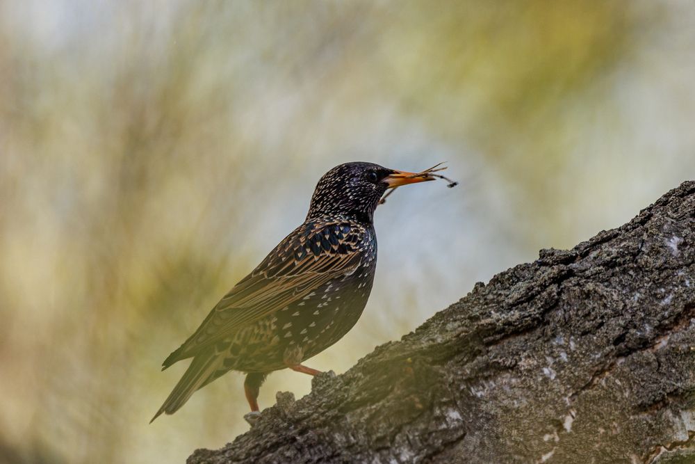 Photograph by Сергей Шестов