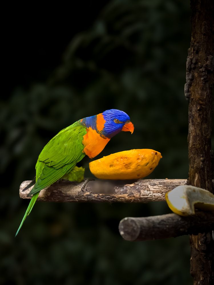 Фотография автора WONG ADVENTURE