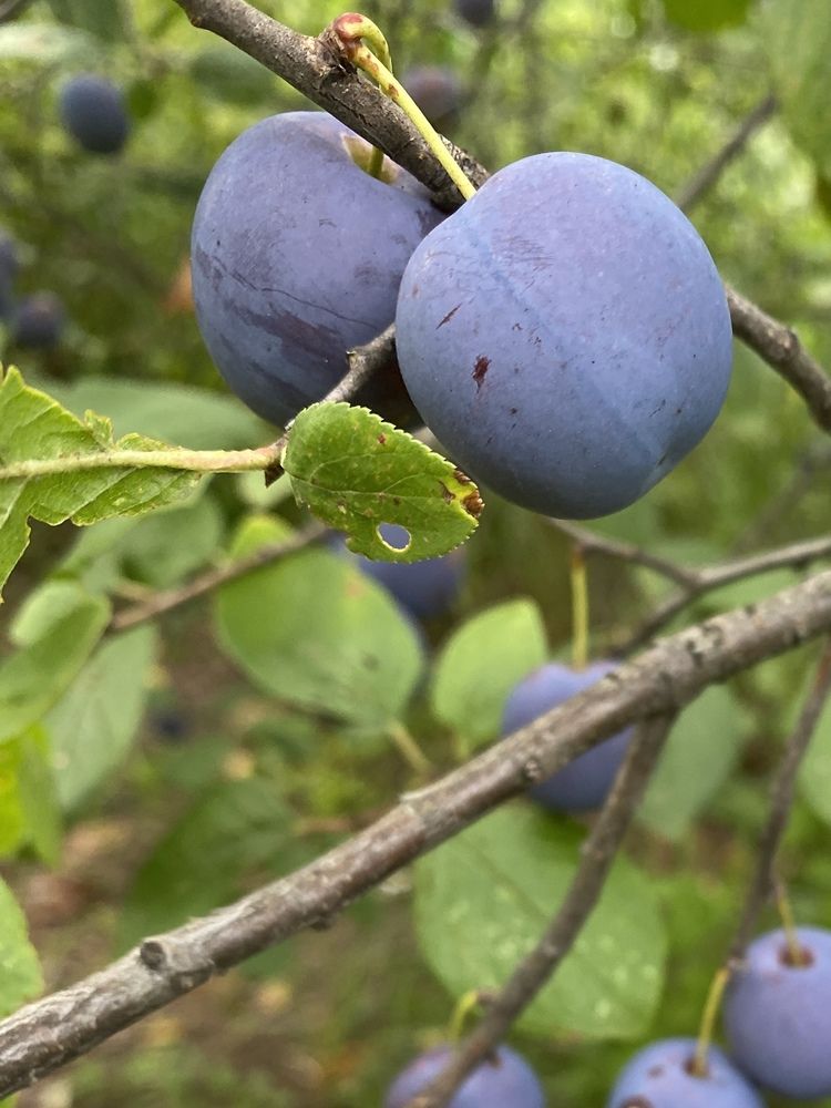 Фотография автора Елена Альмяшева