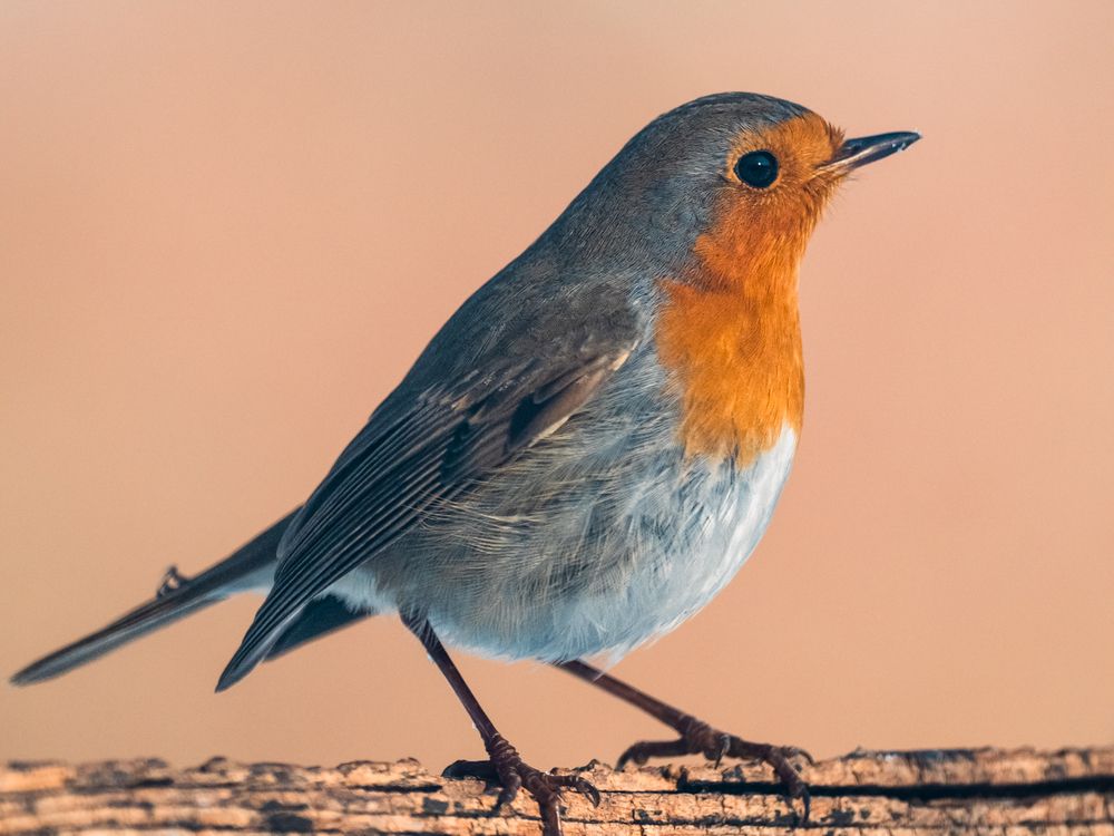 Photograph by Gergely Janovszky