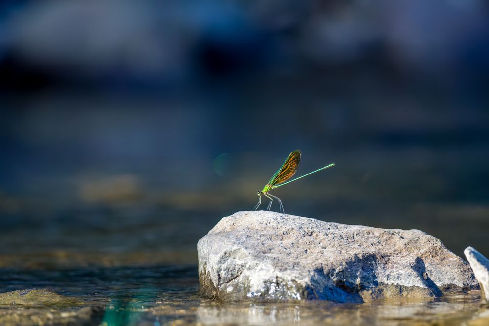 Фотография автора Wong Fei Hung