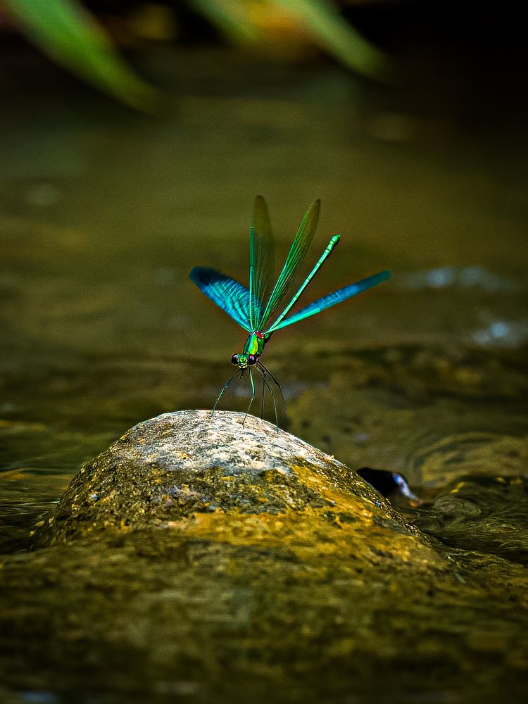 Фотография автора Wong Fei Hung