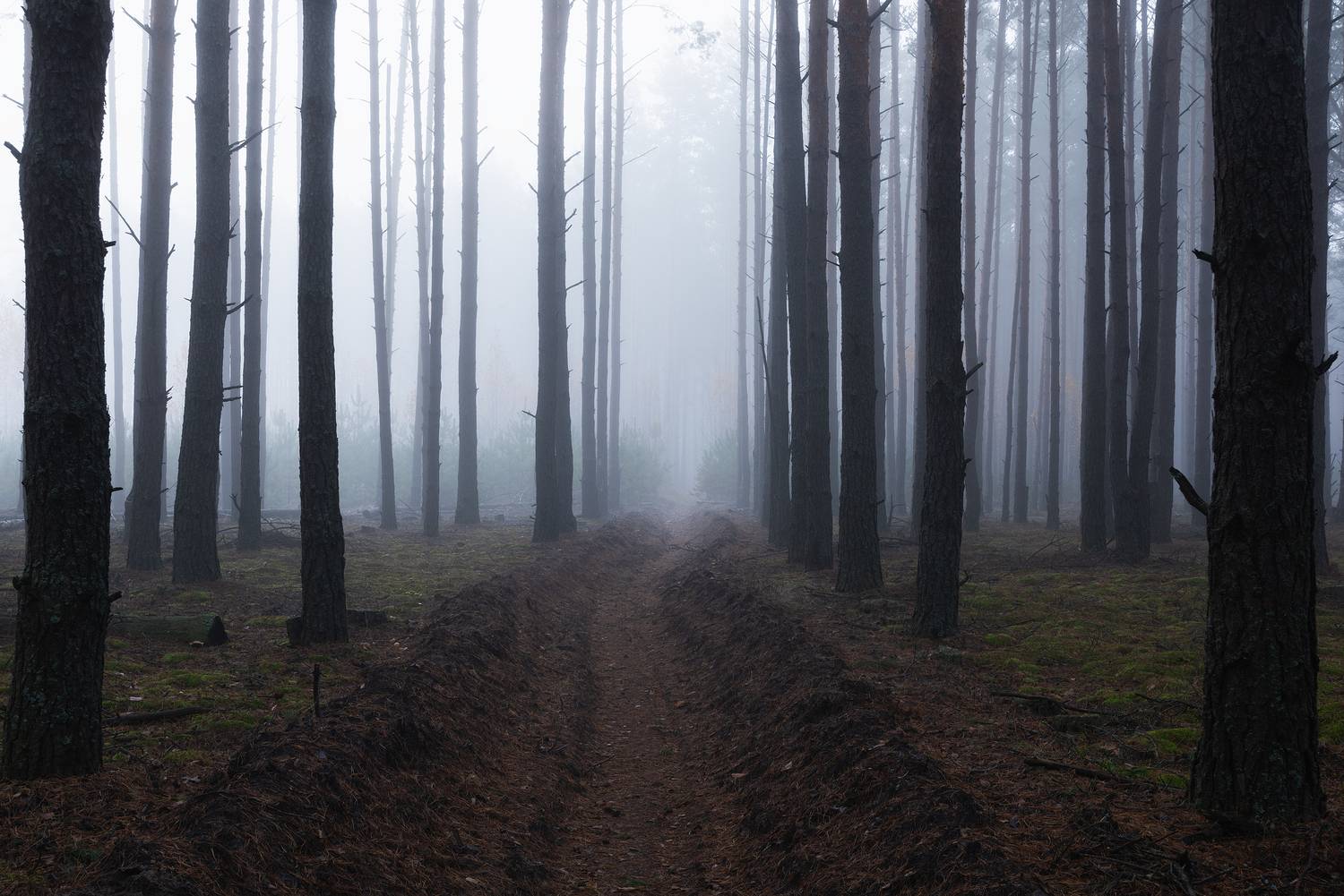 Туманный лес ноября