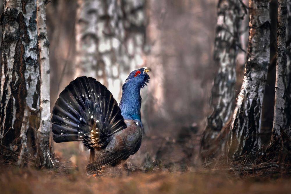 Photograph by Nephotograph