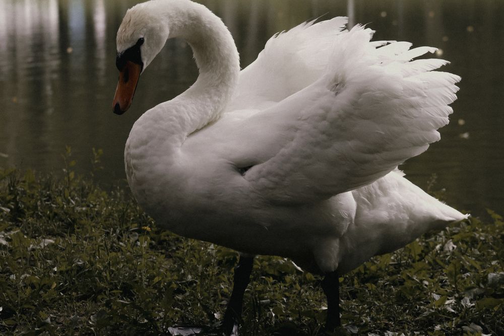 Photograph by Анастасия Псарёва