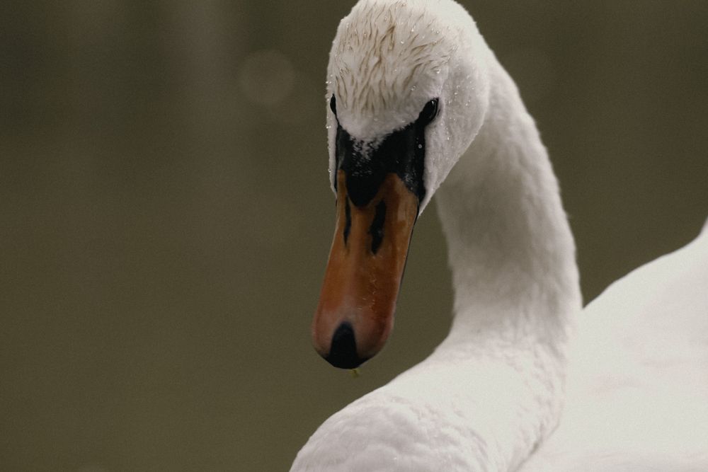 Photograph by Анастасия Псарёва