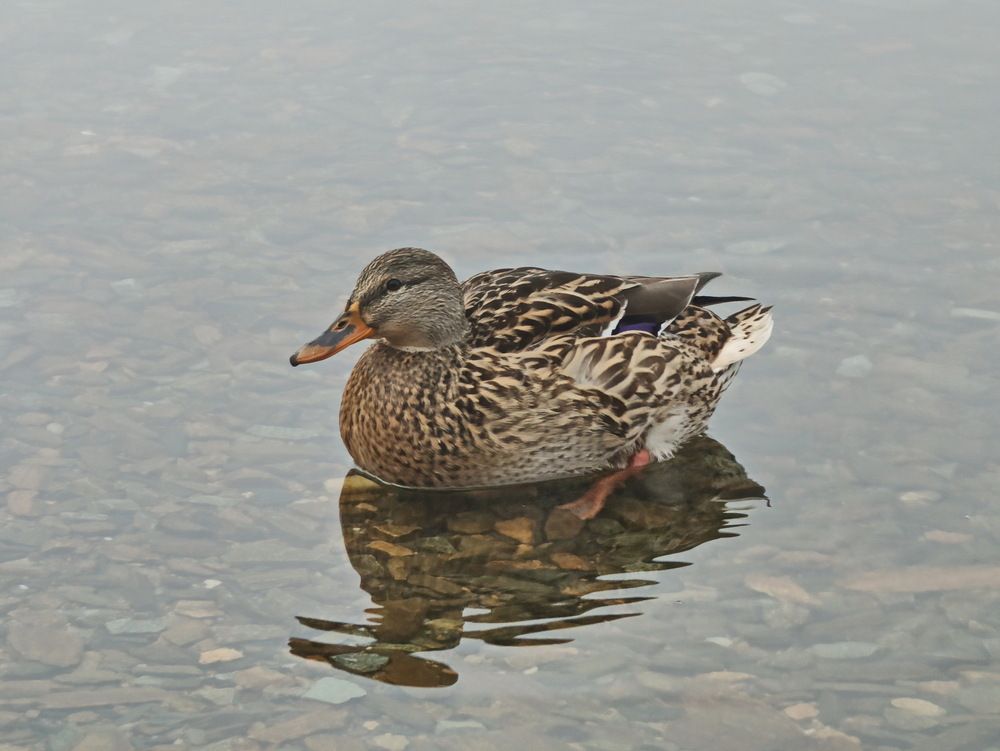 Photograph by Виталий Черепенькин