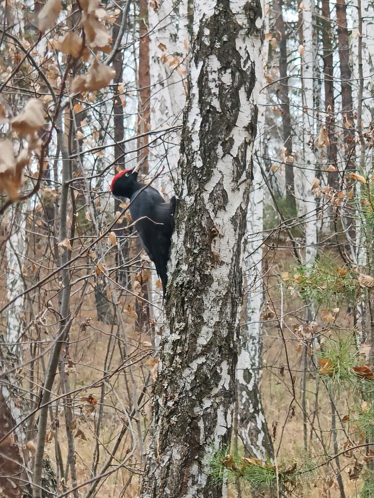 Photograph by Виталий Черепенькин