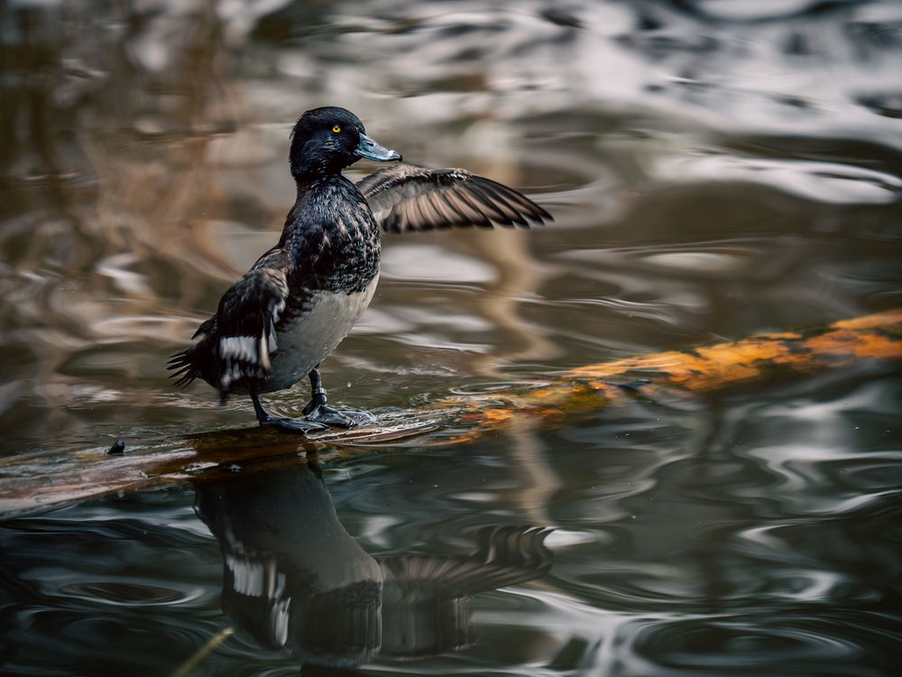 Photograph by Gergely Janovszky