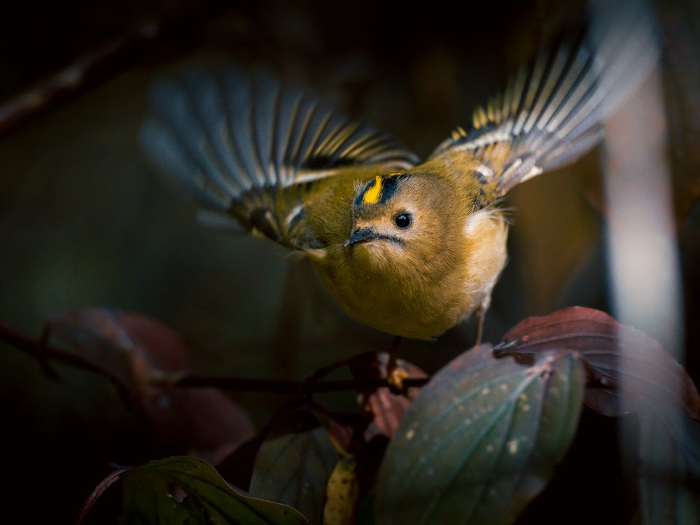 Photograph by Gergely Janovszky