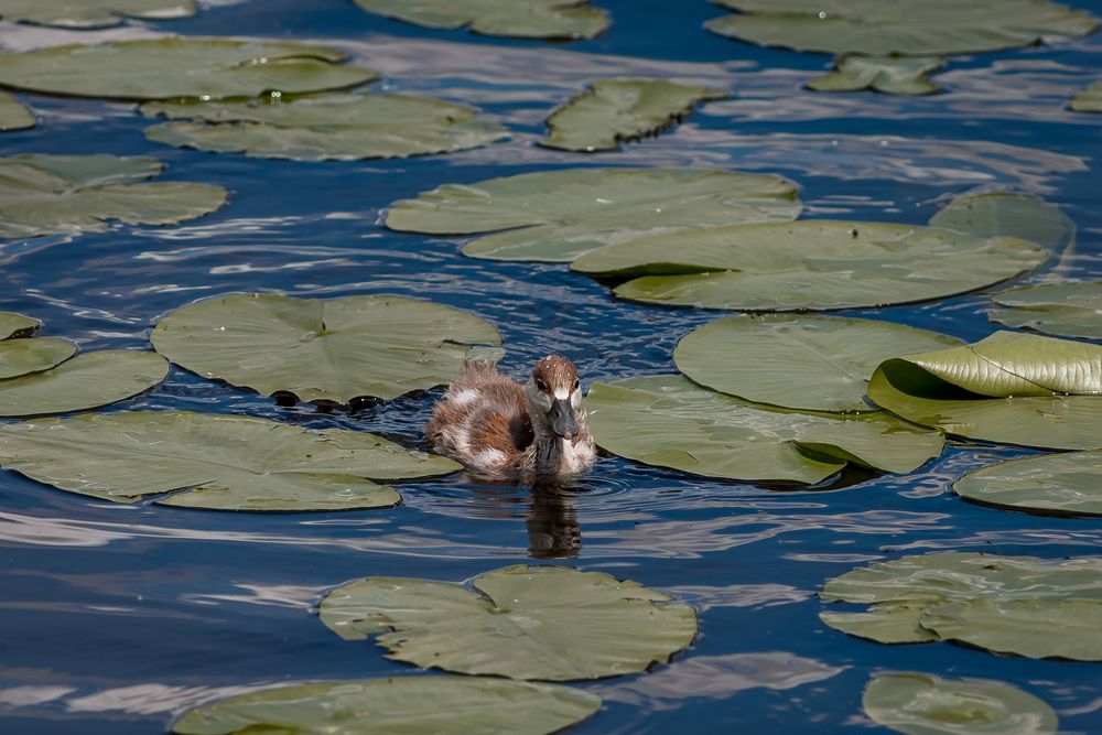 Photograph by Алексей Кацан