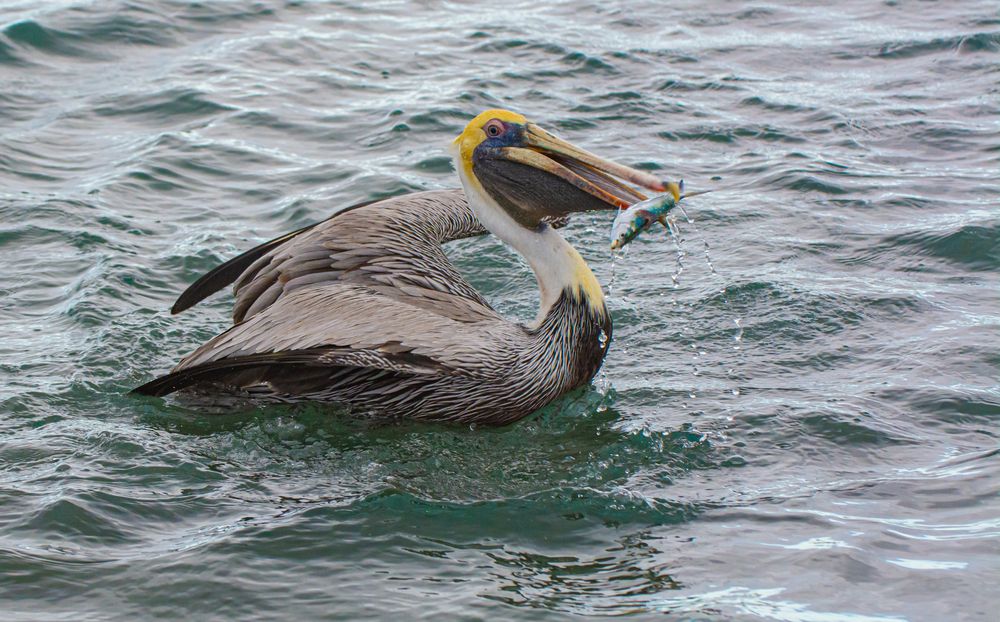 Photograph by Eddy Vittini